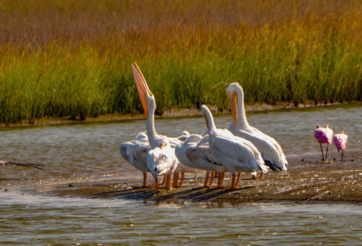 white pelican stretches its neck